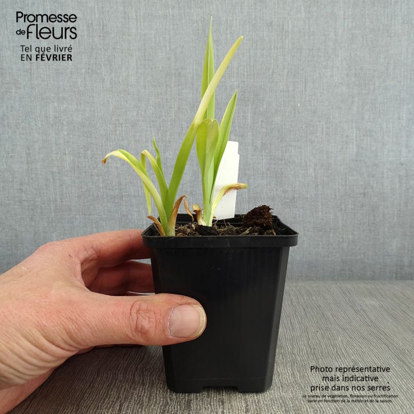 Hemerocallis Ed Murray - Emerocallide Vasetto da 8/9 cm esemplare consegnato in inverno