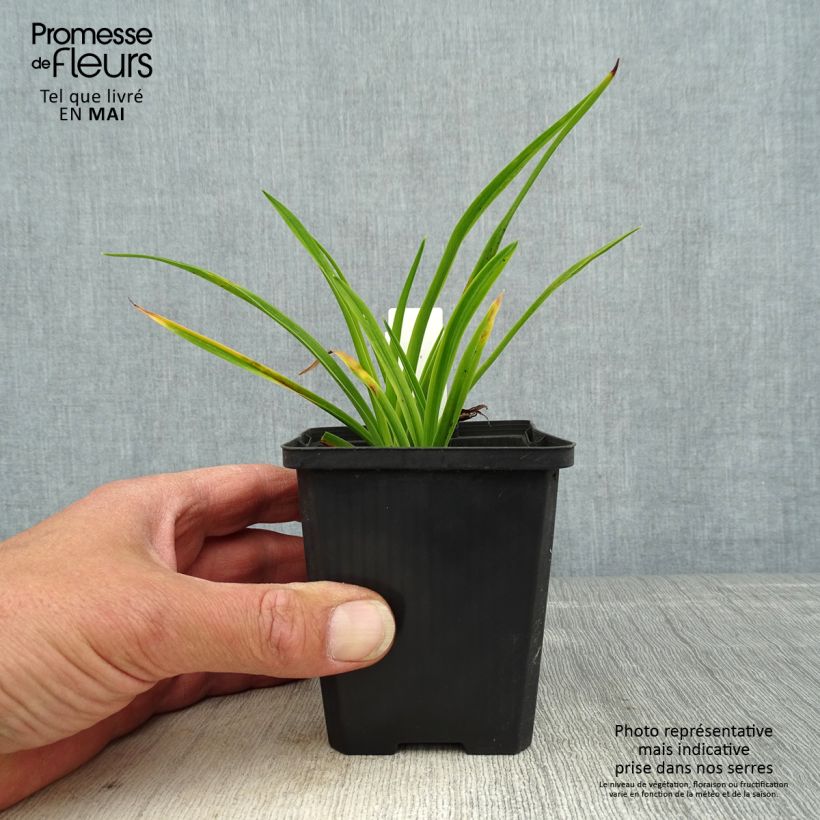 Hemerocallis Ed Murray - Emerocallide Vasetto da 8/9 cm esemplare consegnato in primavera