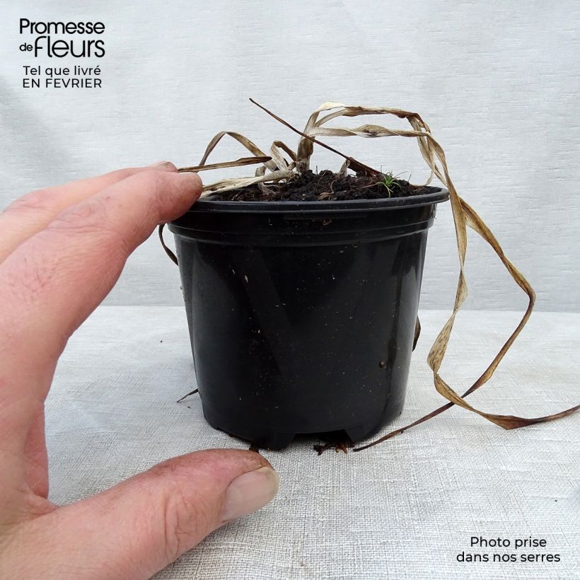 Hemerocallis El Desperado - Emerocallide Vasetto da 8/9 cm esemplare consegnato in inverno