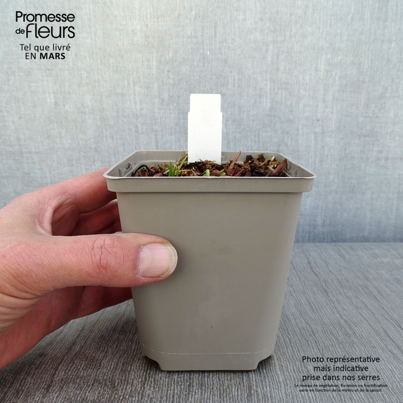 Hemerocallis Everydaylily Cerise - Emerocallide Vasetto da 8/9 cm esemplare consegnato in inverno