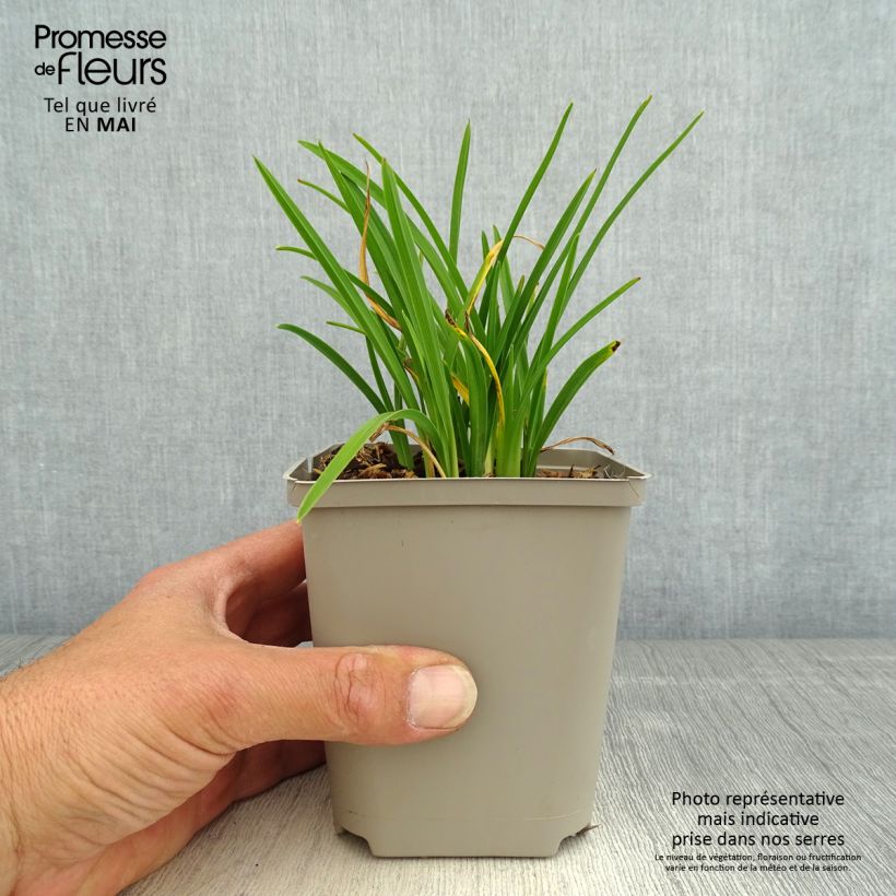 Hemerocallis Everydaylily Cerise - Emerocallide Vasetto da 8/9 cm esemplare consegnato in primavera