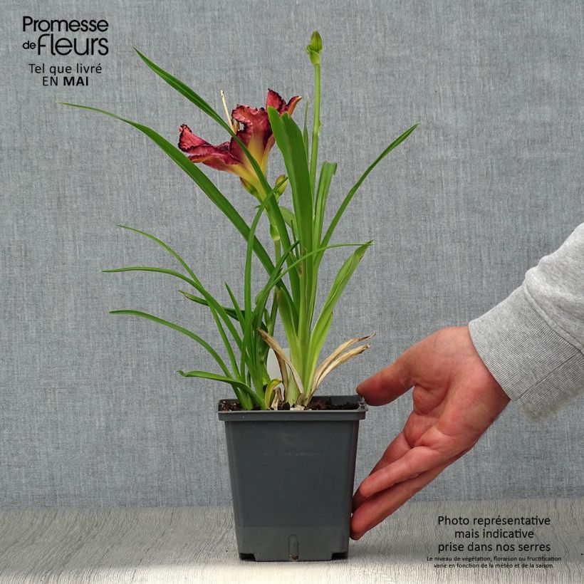 Hemerocallis Exotic Treasure - Emerocallide Vaso da 1L/1,5L esemplare consegnato in primavera