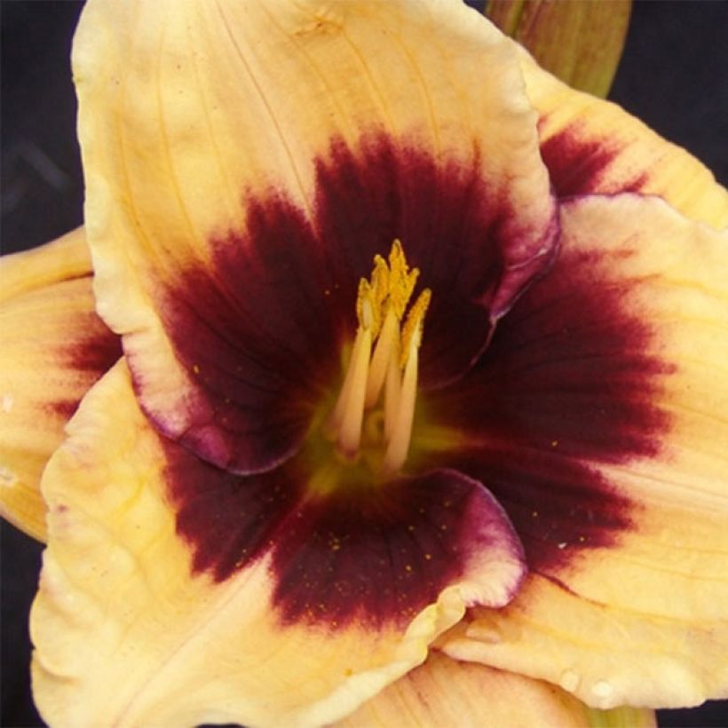 Hemerocallis Eye of Newt - Emerocallide (Fioritura)