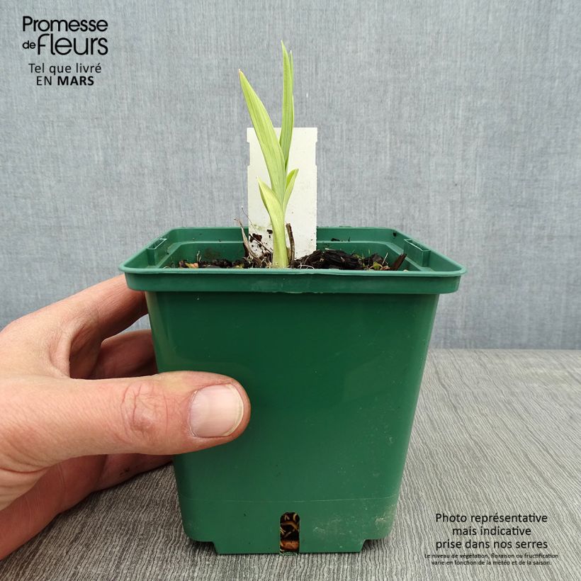 Hemerocallis Eyed Beauty - Emerocallide Vaso da 1L/1,5L esemplare consegnato in inverno