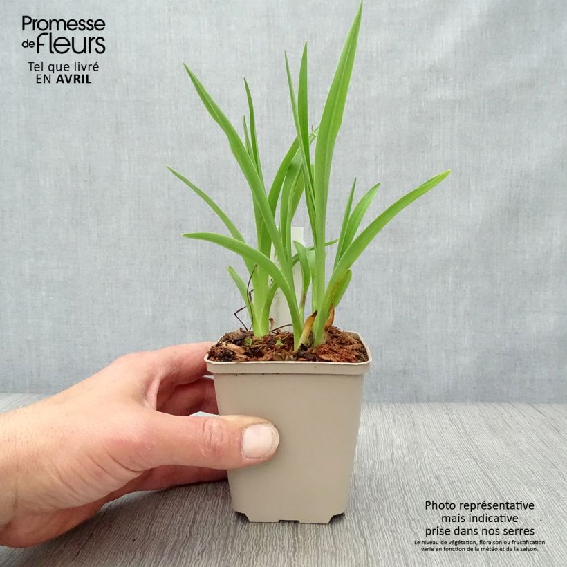 Hemerocallis Final Touch - Emerocallide Vasetto da 8/9 cm esemplare consegnato in primavera