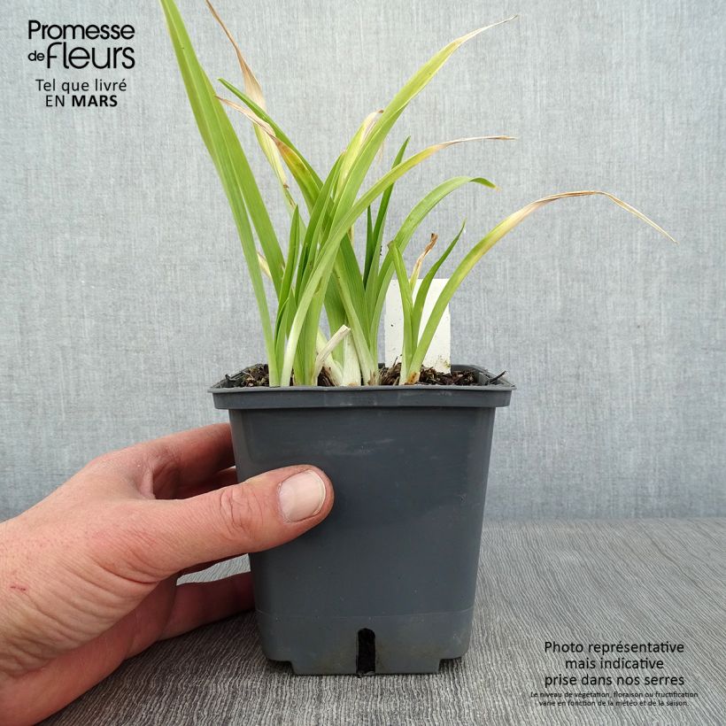 Hemerocallis Forty second Street - Emerocallide Vaso da 1L/1,5L esemplare consegnato in inverno