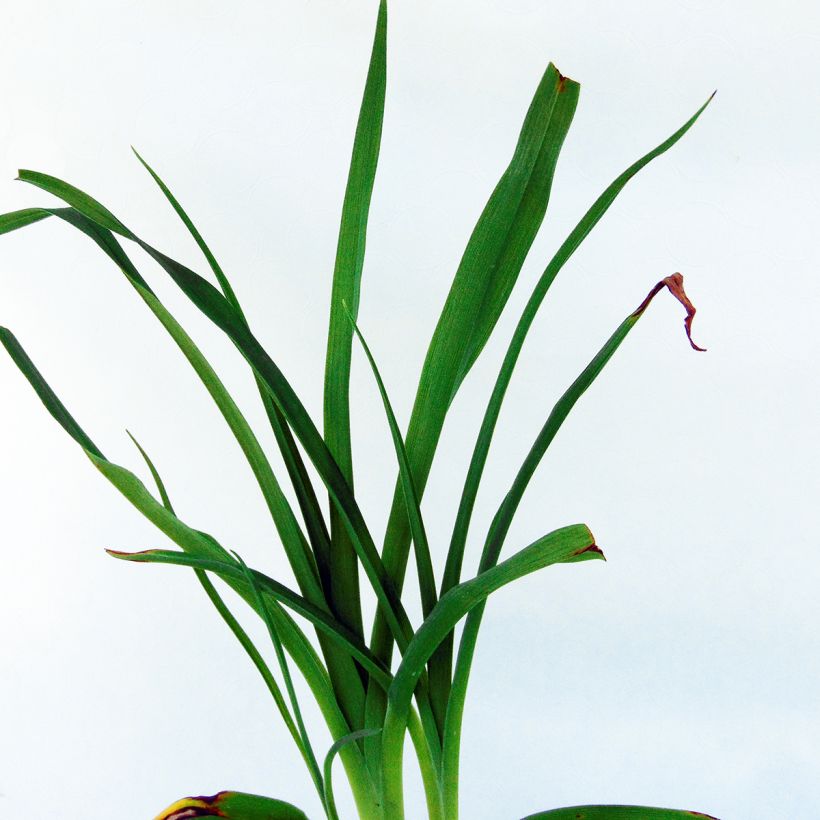 Hemerocallis Frans Hals - Emerocallide (Fogliame)
