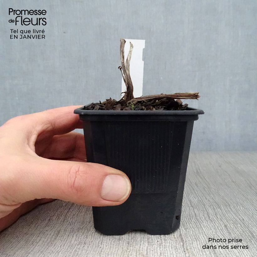 Hemerocallis Frans Hals - Emerocallide Vasetto da 8/9 cm esemplare consegnato in inverno