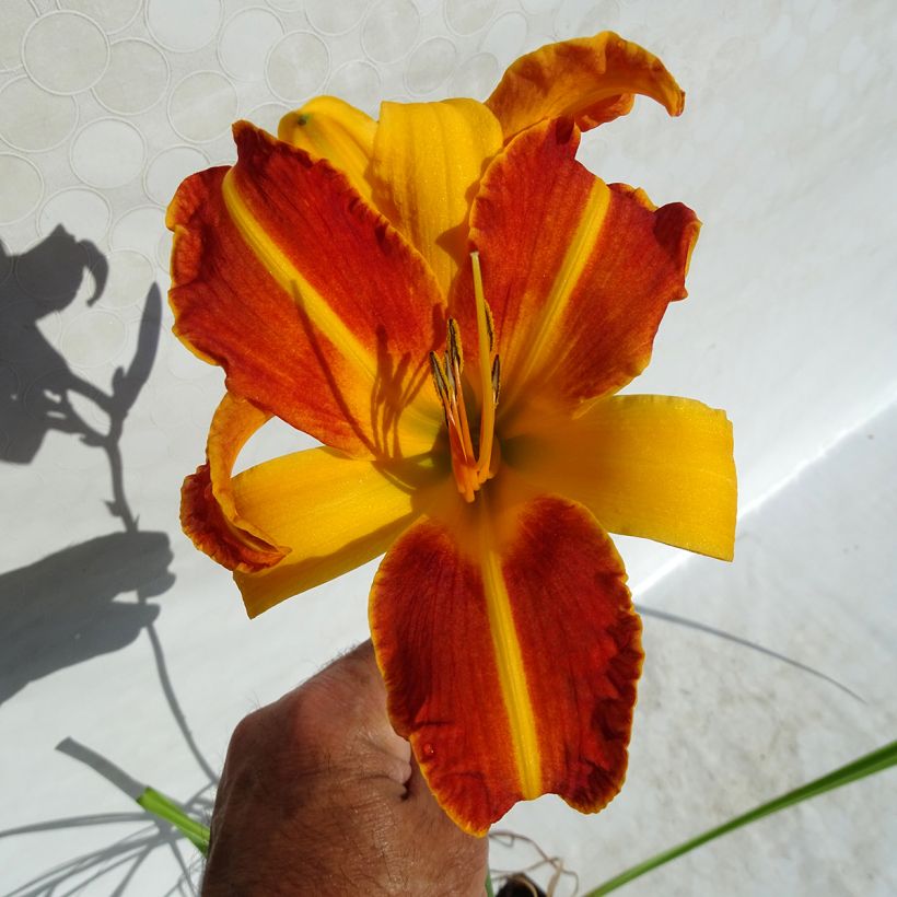 Hemerocallis Frans Hals - Emerocallide (Fioritura)