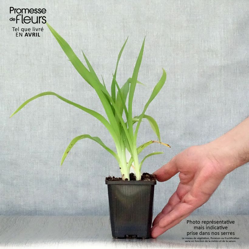 Hemerocallis Frans Hals - Emerocallide Vasetto da 8/9 cm esemplare consegnato in primavera