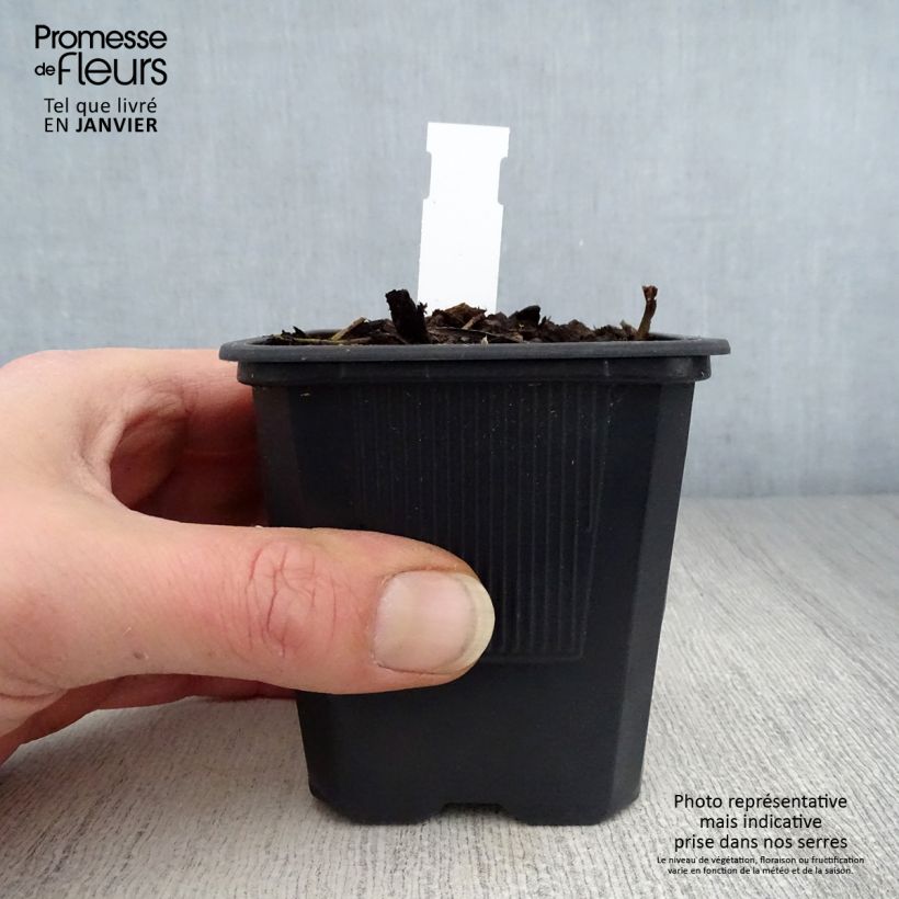 Hemerocallis George Cunningham - Emerocallide Vasetto da 8/9 cm esemplare consegnato in inverno