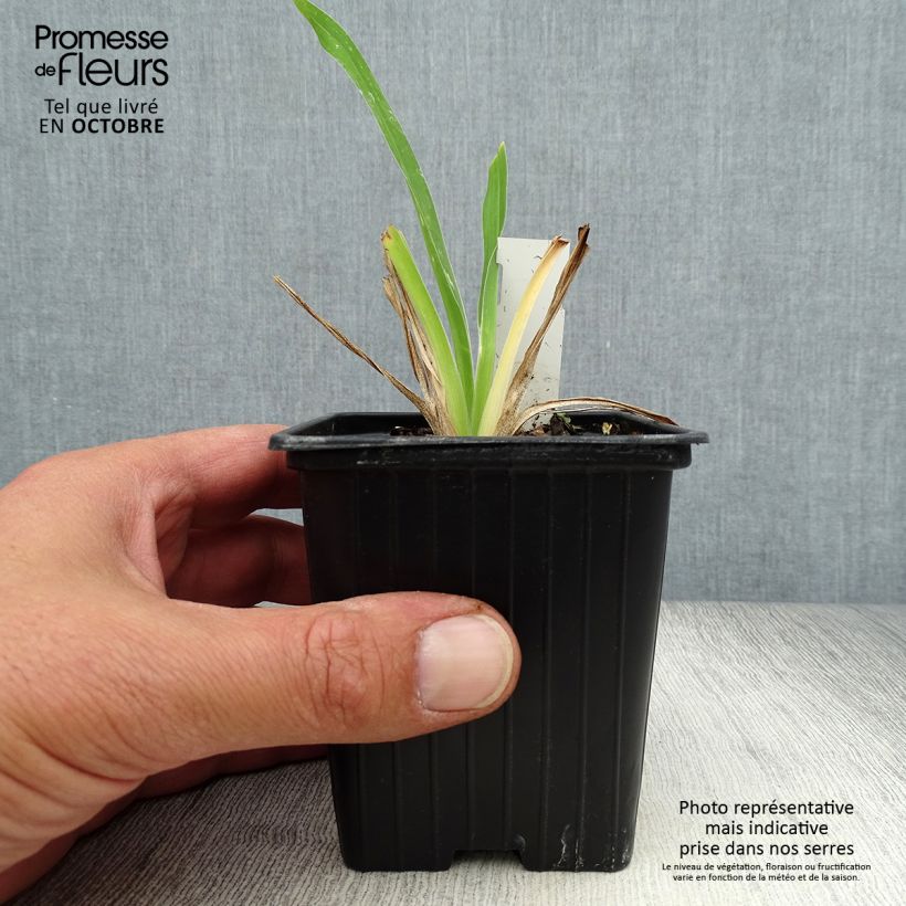 Esemplare di Hemerocallis George Cunningham - Emerocallide Vasetto da 8/9 cm come consegnato in autunno