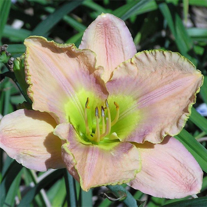 Hemerocallis Graceland - Emerocallide (Fioritura)
