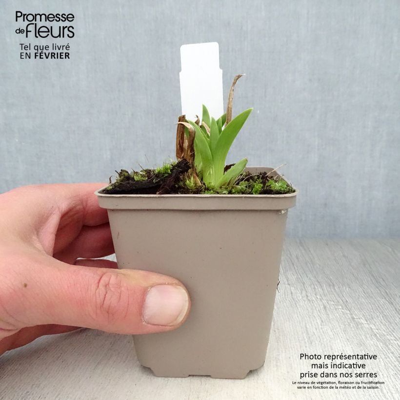 Hemerocallis Green Flutter - Emerocallide Vasetto da 8/9 cm esemplare consegnato in inverno