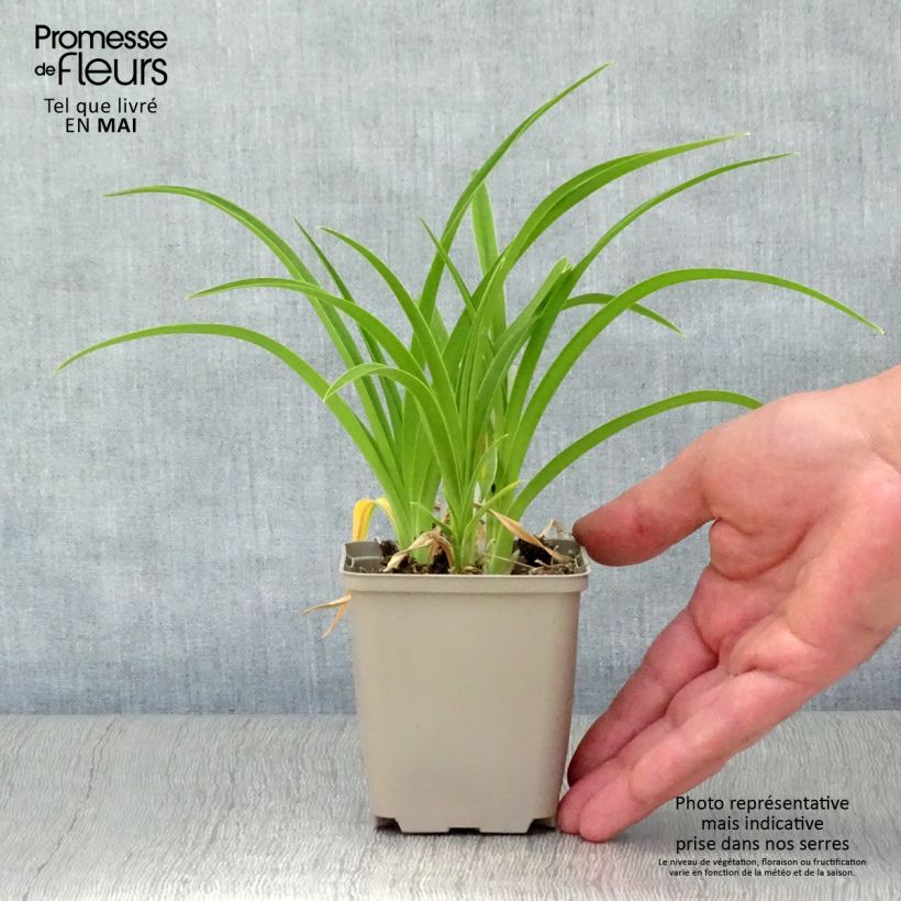 Hemerocallis Green Flutter - Emerocallide Vasetto da 8/9 cm esemplare consegnato in primavera