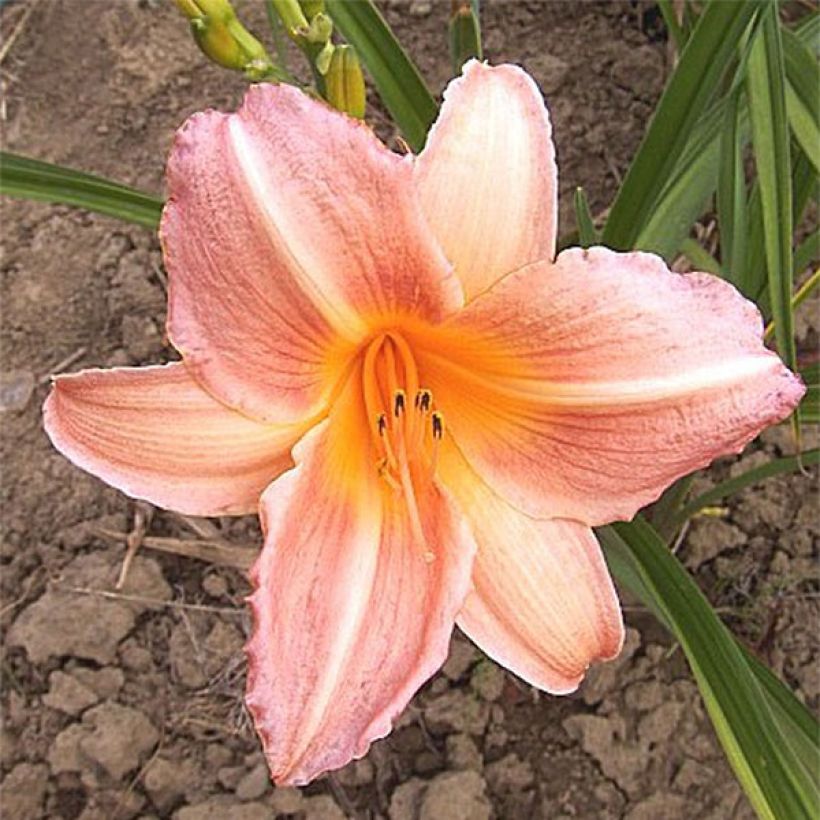 Hemerocallis Insenescence - Emerocallide (Fioritura)