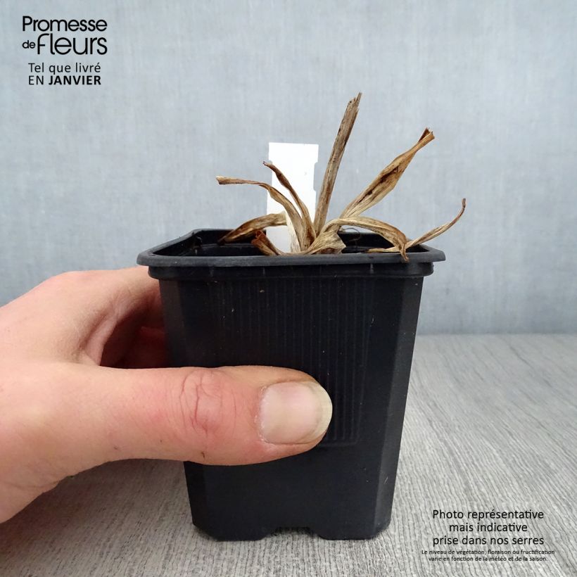 Hemerocallis Iron Gate Glacier - Emerocallide Vasetto da 8/9 cm esemplare consegnato in inverno