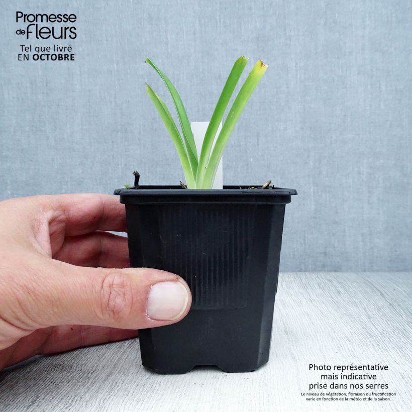 Esemplare di Hemerocallis Iron Gate Glacier - Emerocallide Vasetto da 8/9 cm come consegnato in autunno
