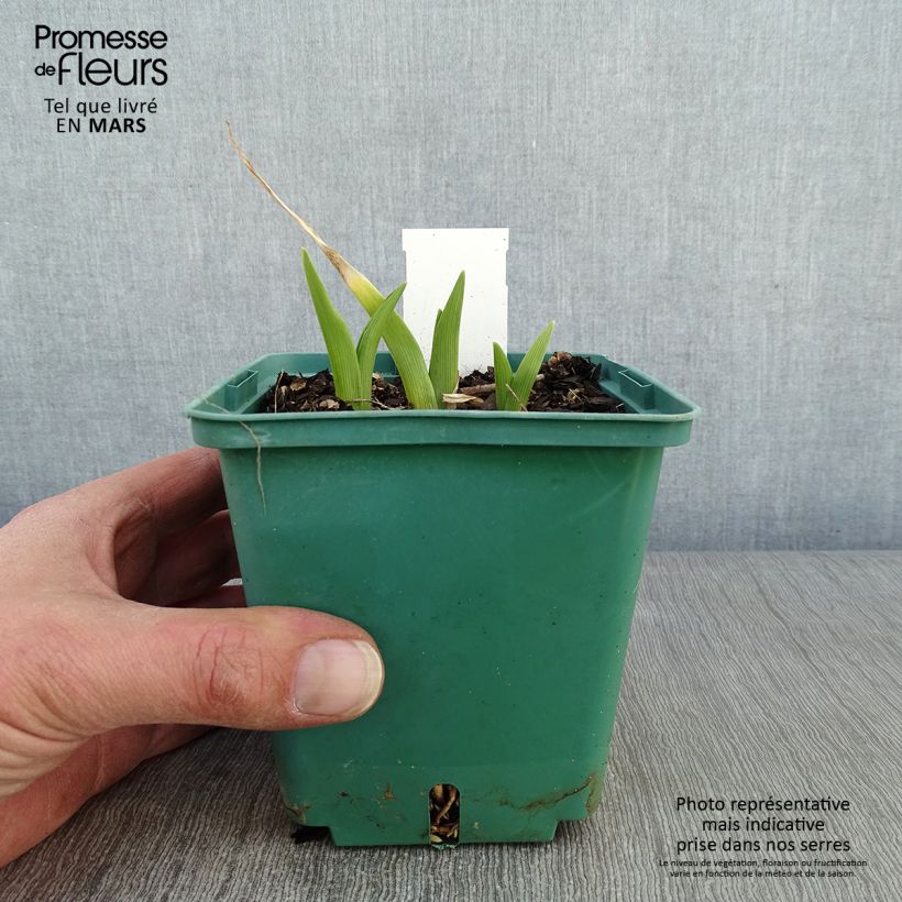 Hemerocallis Janice Brown - Emerocallide Vaso da 1L/1,5L esemplare consegnato in inverno