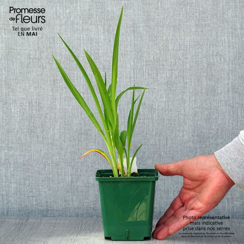 Hemerocallis Janice Brown - Emerocallide Vaso da 1L/1,5L esemplare consegnato in primavera