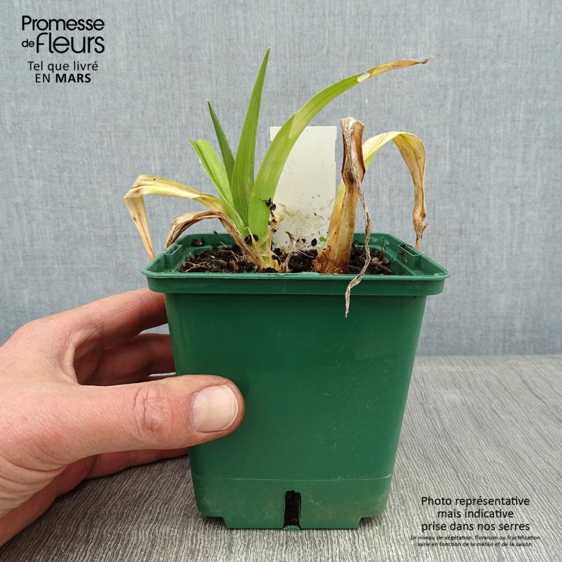 Hemerocallis Jason Salter - Emerocallide Vaso da 1L/1,5L esemplare consegnato in inverno