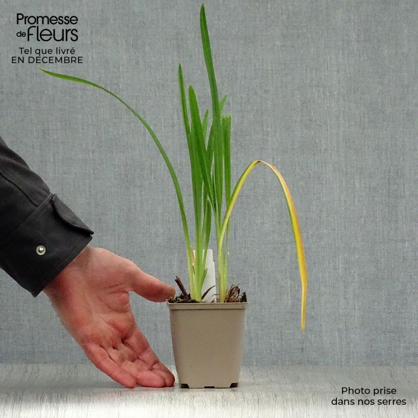 Hemerocallis Joan Senior - Emerocallide Vasetto da 8/9 cm esemplare consegnato in inverno