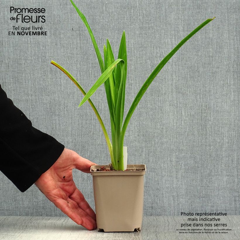 Esemplare di Hemerocallis Joan Senior - Emerocallide Vasetto da 8/9 cm come consegnato in autunno