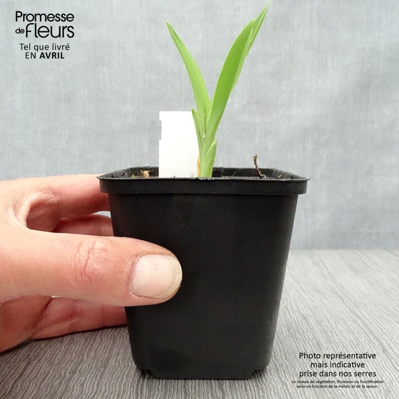 Hemerocallis Joan Senior - Emerocallide Vasetto da 8/9 cm esemplare consegnato in primavera