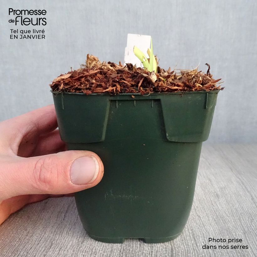 Hemerocallis Jolly Hearts - Emerocallide Vasetto da 8/9 cm esemplare consegnato in inverno