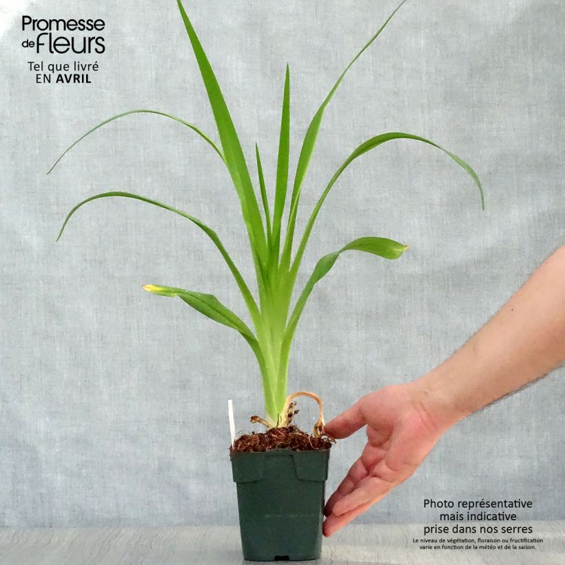 Hemerocallis Jolly Hearts - Emerocallide Vasetto da 8/9 cm esemplare consegnato in primavera