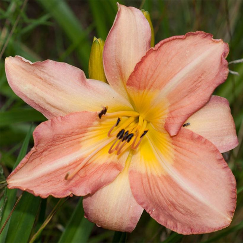 Hemerocallis Joyful Occasion - Emerocallide (Fioritura)