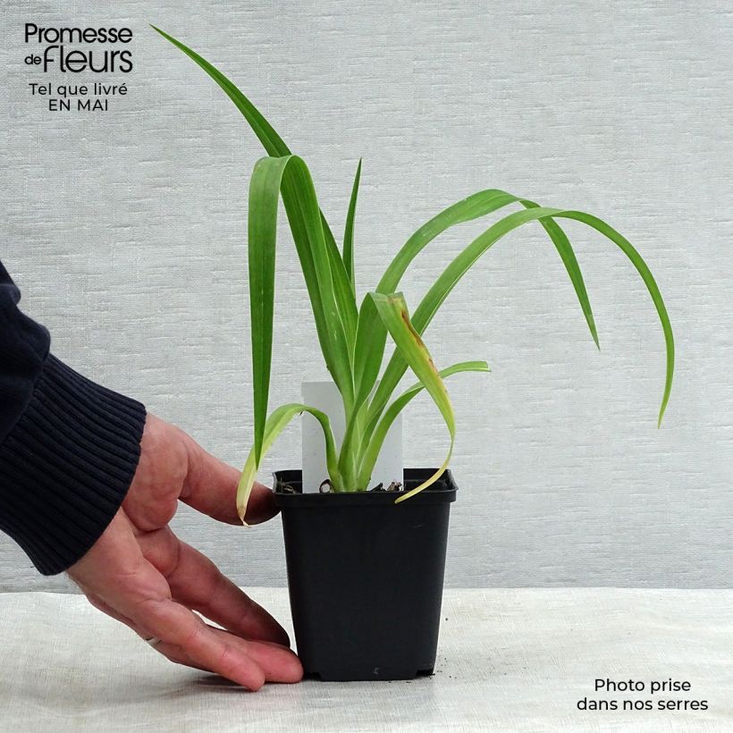 Hemerocallis Luxury Lace - Emerocallide Vasetto da 8/9 cm esemplare consegnato in primavera