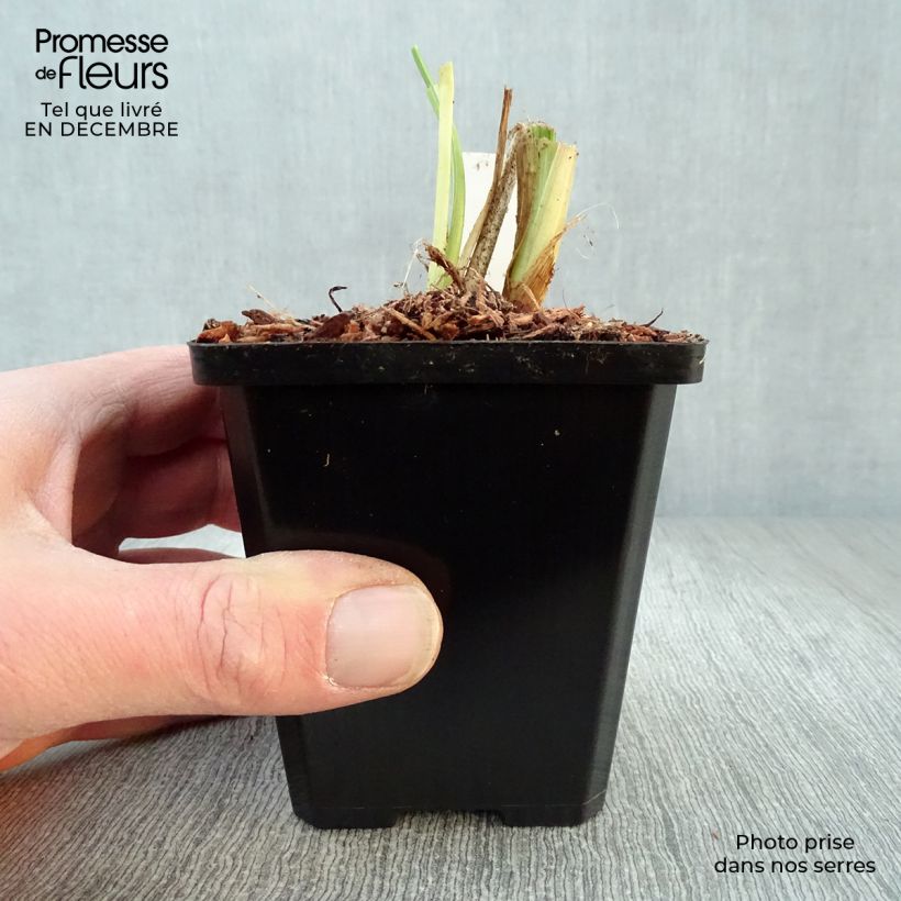 Hemerocallis Luxury Lace - Emerocallide Vasetto da 8/9 cm esemplare consegnato in inverno