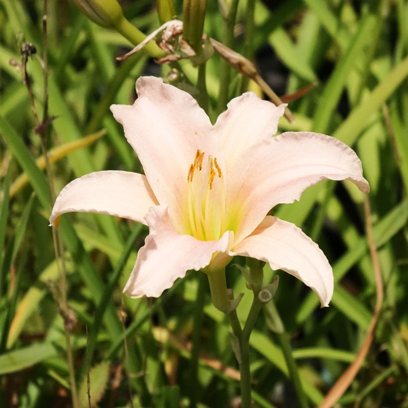 Hemerocallis Luxury Lace - Emerocallide (Fioritura)