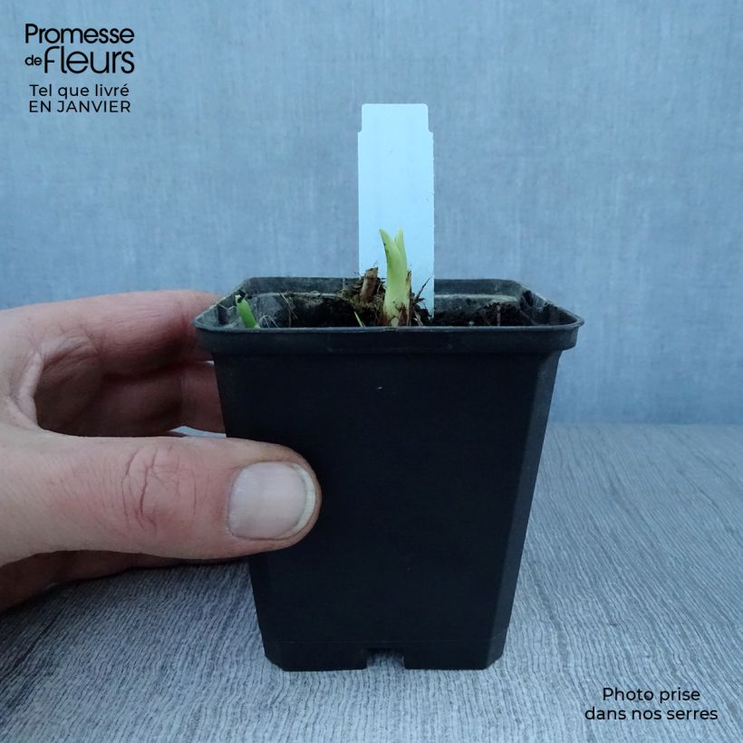 Hemerocallis Margaret Perry - Emerocallide Vasetto da 8/9 cm esemplare consegnato in inverno