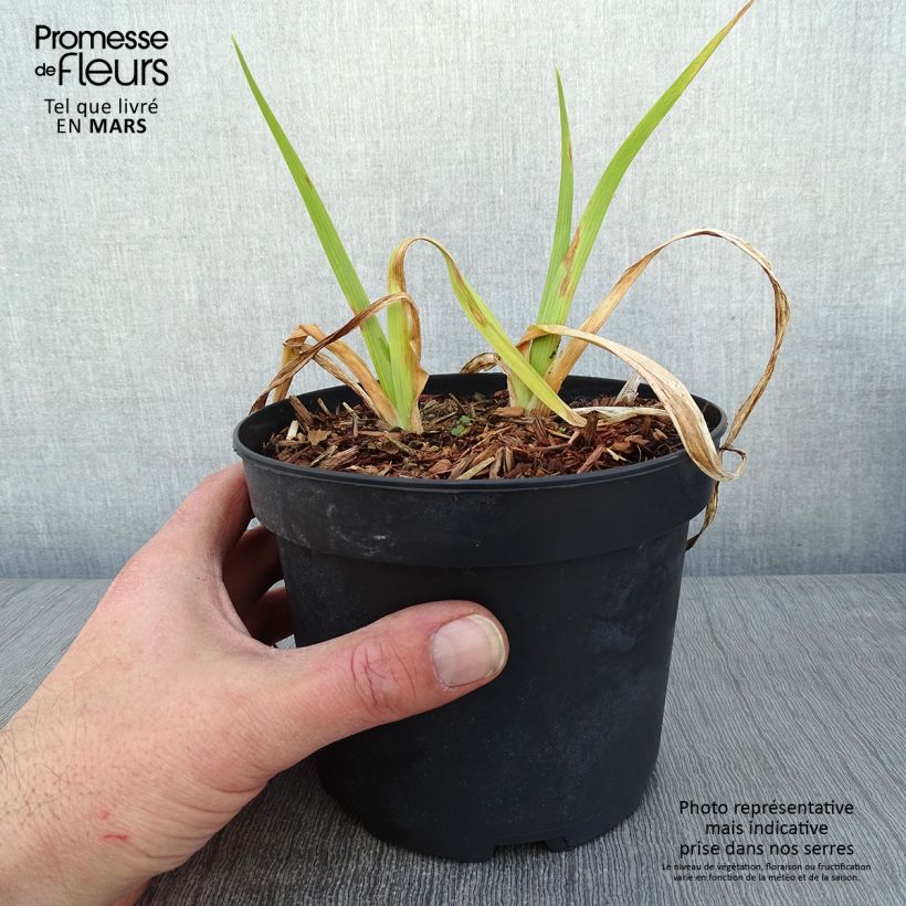 Hemerocallis Mildred Mitchell - Emerocallide Vaso da 2L/3L esemplare consegnato in inverno