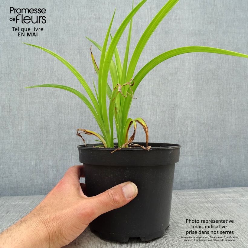 Hemerocallis Mildred Mitchell - Emerocallide Vaso da 2L/3L esemplare consegnato in primavera