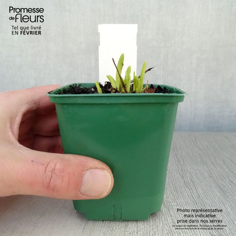 Hemerocallis Mini stella - Emerocallide Vasetto da 8/9 cm esemplare consegnato in inverno