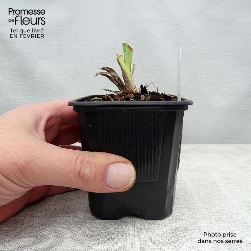 Hemerocallis Moonlight Masquerade - Emerocallide Vasetto da 8/9 cm esemplare consegnato in inverno