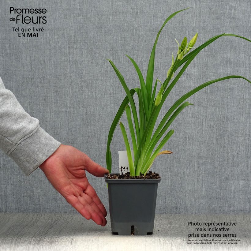 Hemerocallis Nagasaki - Emerocallide Vaso da 1L/1,5L esemplare consegnato in primavera