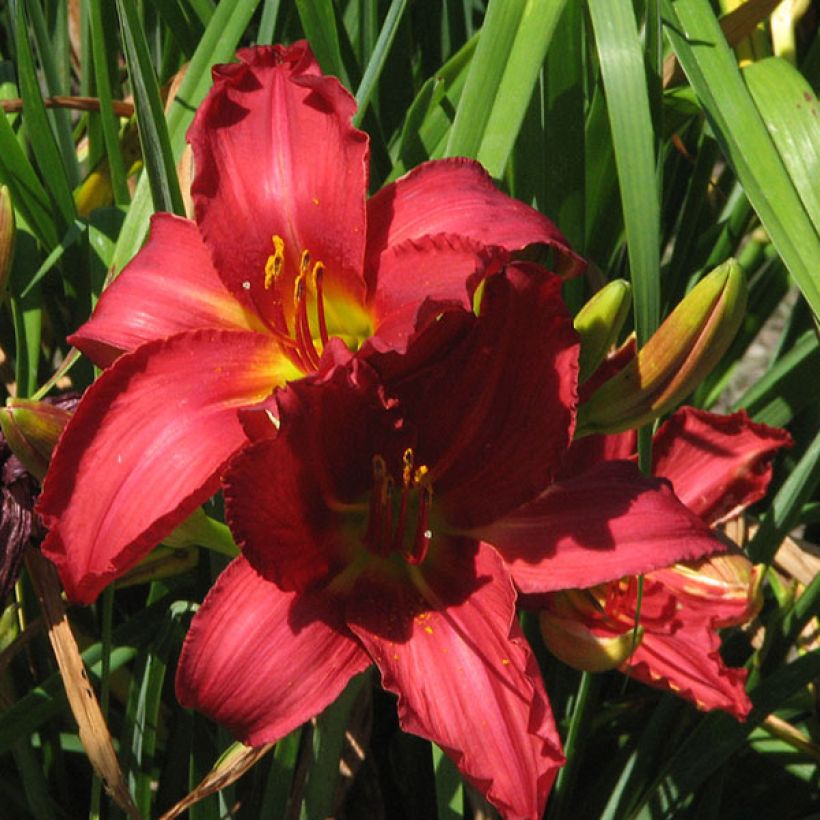 Hemerocallis New Note - Emerocallide (Fioritura)