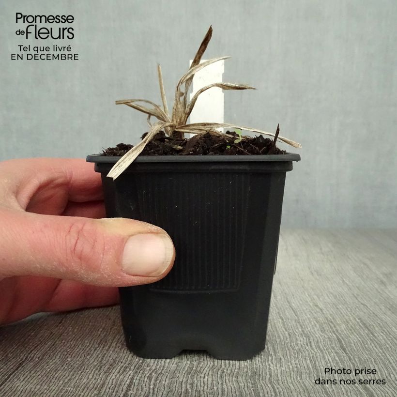 Hemerocallis Neyron Rose - Emerocallide Vasetto da 8/9 cm esemplare consegnato in inverno