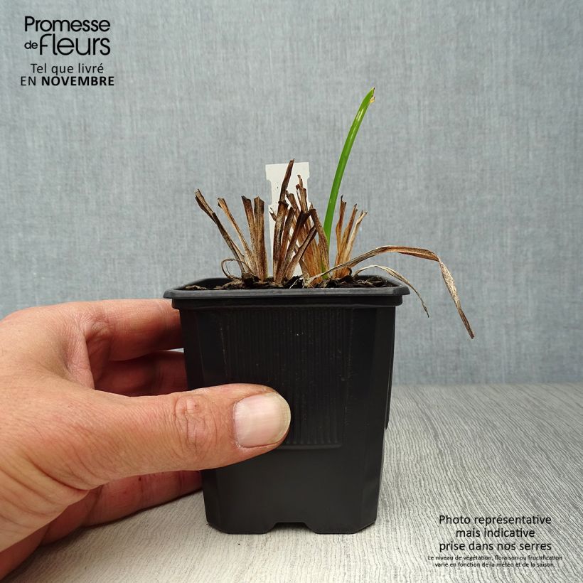 Esemplare di Hemerocallis Neyron Rose - Emerocallide Vasetto da 8/9 cm come consegnato in autunno
