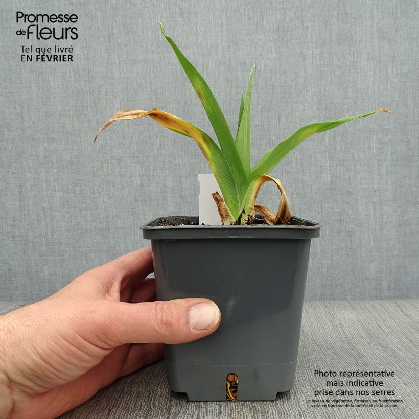 Hemerocallis Night Embers - Emerocallide Vaso da 1L/1,5L esemplare consegnato in inverno