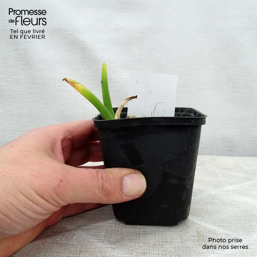 Hemerocallis Olive Bailey Langdon - Emerocallide Vasetto da 8/9 cm esemplare consegnato in inverno