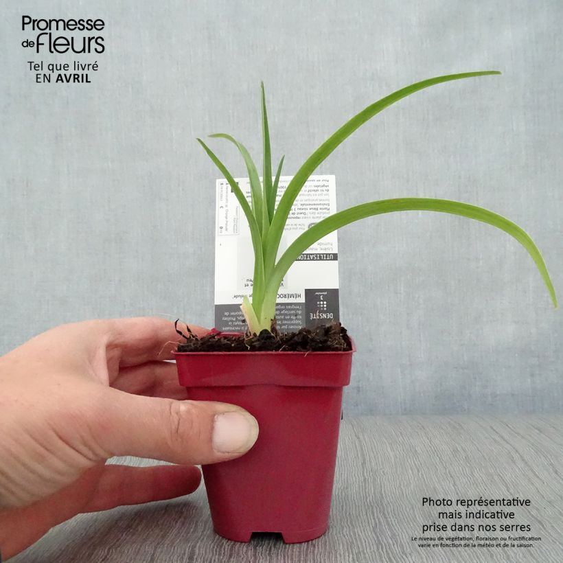 Hemerocallis Orange Prelude - Emerocallide Vasetto da 8/9 cm esemplare consegnato in primavera