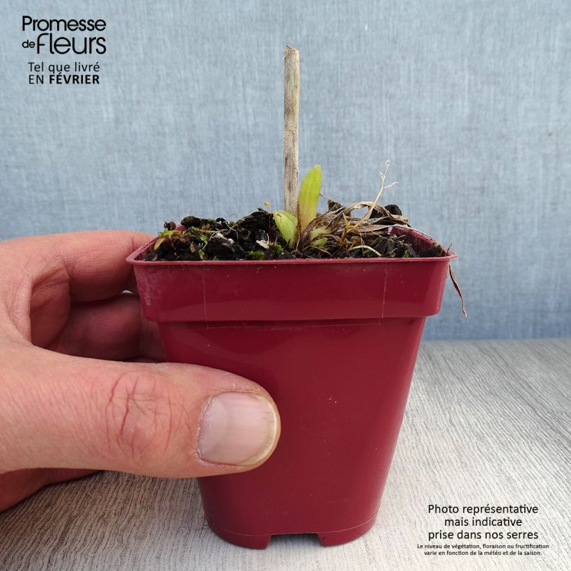 Hemerocallis Orange Prelude - Emerocallide Vasetto da 8/9 cm esemplare consegnato in inverno