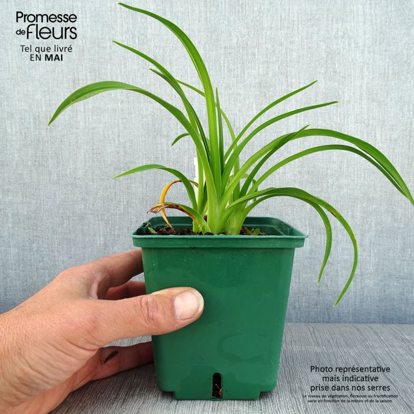 Hemerocallis Pandora's Box - Emerocallide Vaso da 1L/1,5L esemplare consegnato in primavera