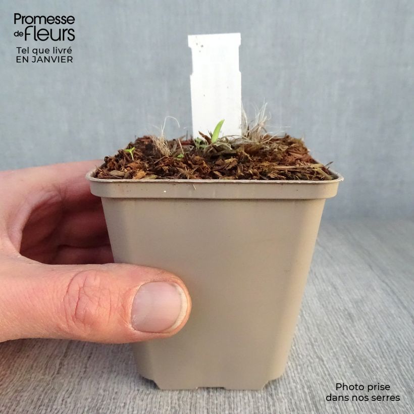 Hemerocallis Pardon Me - Emerocallide Vasetto da 8/9 cm esemplare consegnato in inverno