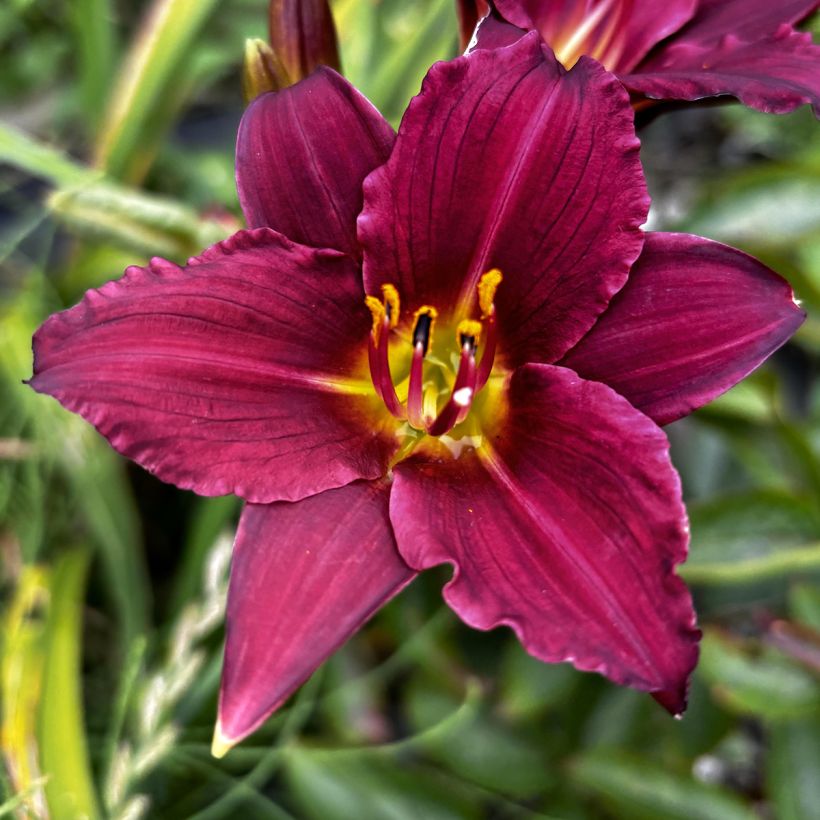 Hemerocallis Pardon Me - Emerocallide (Fioritura)